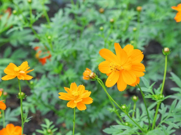 Cosmos flor naranja — Foto de Stock