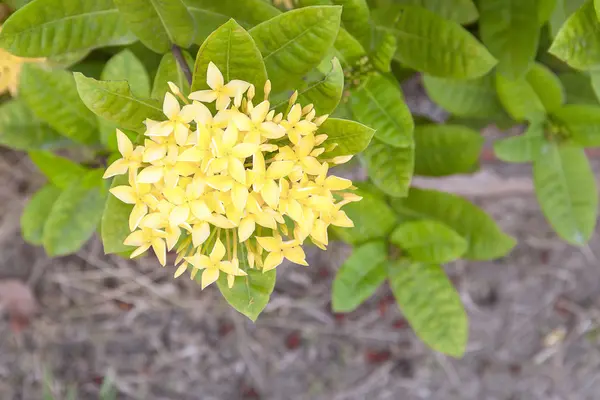 Gelbe Blütenspitze, Rubiaceae in einem Garten — Stockfoto