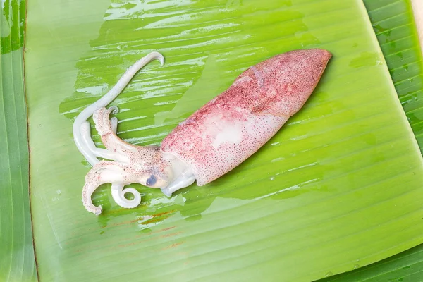 Squids raw on banana leaf background — Stok Foto