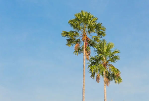 Palm trees on a background of blue sky. — Stock Photo, Image