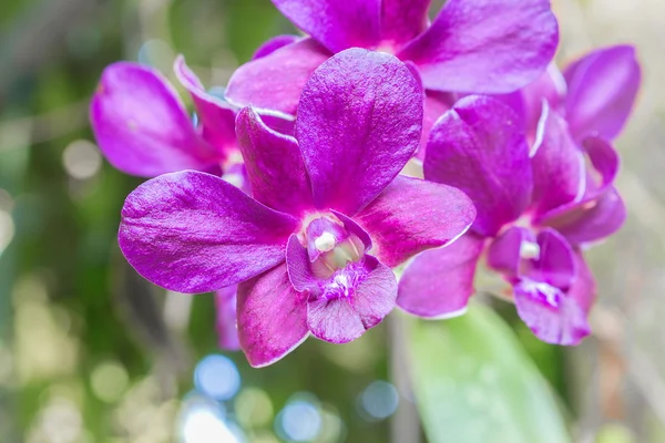 Fioletowe kwiaty orchidei naturalne — Zdjęcie stockowe