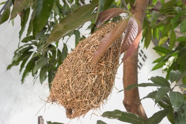 Skylark yuva, weaverbird saman yapılan yuva