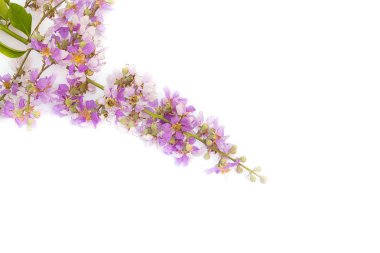 Beyaz arkaplanda kırmızı makas izole.