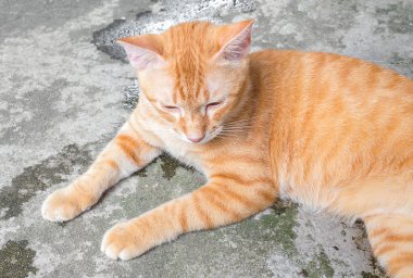 Beyaz arkaplanda kırmızı makas izole.