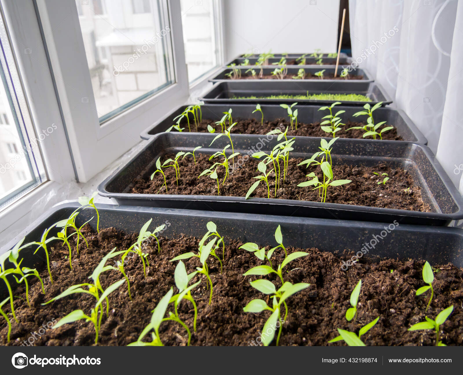 окучивание помидор в теплице. сроки высадки рассады в подмосковье. сажаем семена помидор на рассаду. пересадка рассады томатов в грунт таблица. во что сеять помидоры.