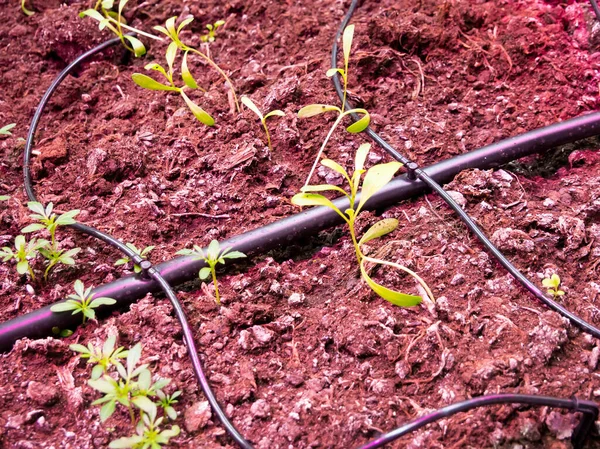Mudas Crescimento Sob Fitoiluminação Com Irrigação Por Gotejamento — Fotografia de Stock