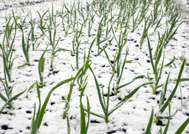 Bahar ayazında karla kaplanmış Frenk soğukları