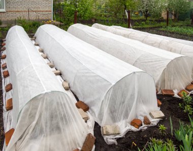 Garden beds covered with white covering material clipart