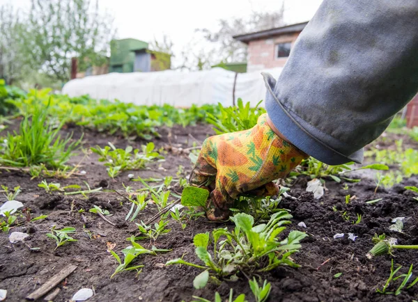 Removing Weeds Summer Cottage Hand — Stock Photo, Image