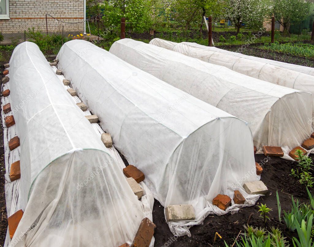 Garden beds covered with white covering material