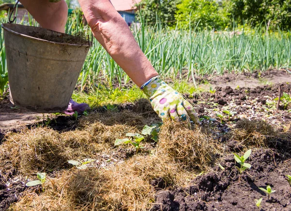 Using Dry Lawn Grass Mulching Plants — Stock Photo, Image