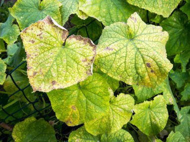 Cucumber leaf infected with downy mildew clipart