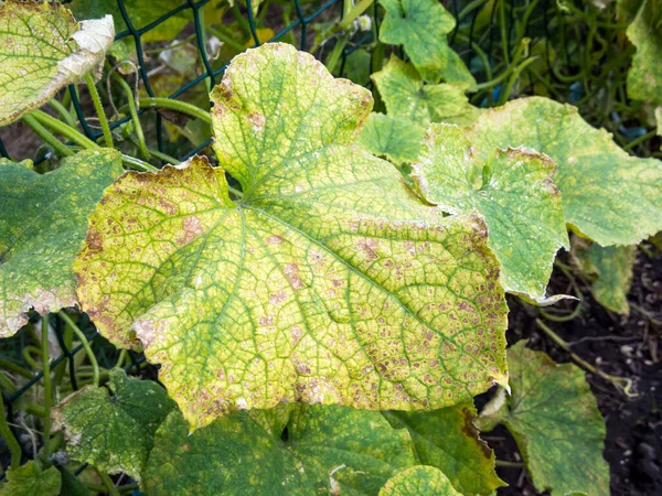 Foglia Cetriolo Maculata Ingiallita Malata — Foto Stock