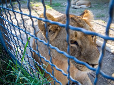 Kuşhane ağının arkasında tutsak bir dişi aslan.