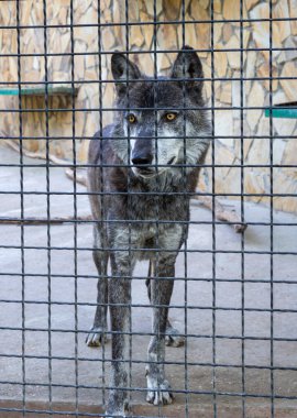 Dişbudak kurdu, çevreleme ağının arkasında duruyor.