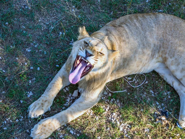 León Bostezante Parque Natural Taigan Crimea — Foto de Stock