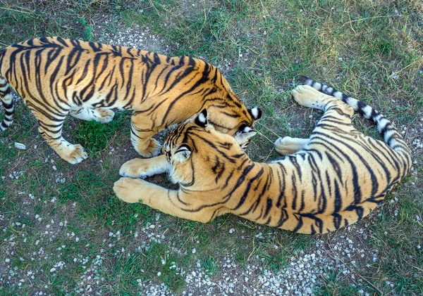 Dos Tigres Hierba Vista Desde Arriba Parque Taigan Crimea — Foto de Stock