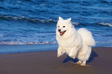 denize yakın beyaz Samoyed köpek yürüyor.