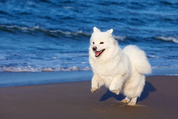 Branco Samoyed cão caminha perto do mar . — Fotografia de Stock