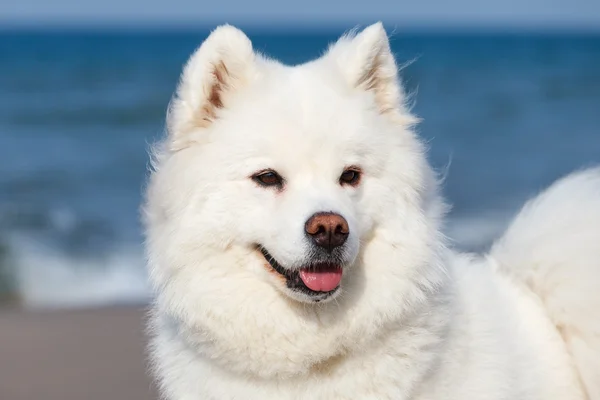 海の背景に白いサモエド犬. — ストック写真
