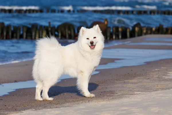 白いサモエド犬の散歩、海のそば. — ストック写真