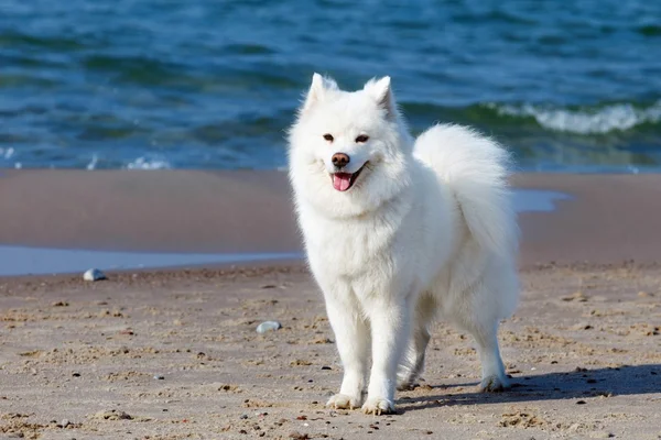 白いサモエド犬の散歩、海のそば. — ストック写真