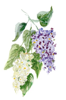 Beyaz bir arka planda leylak dalı.