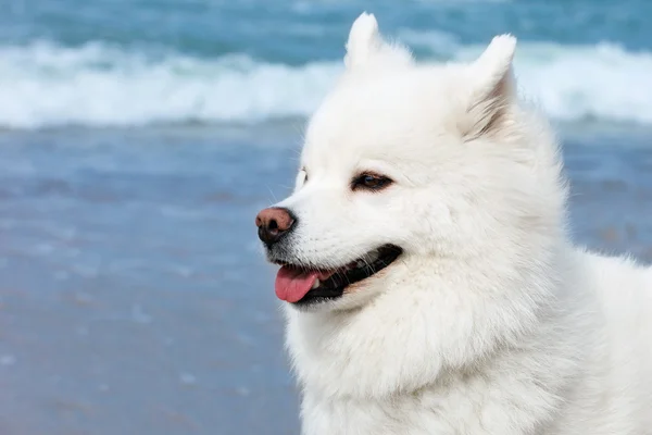 海の背景に白いサモエド犬. — ストック写真