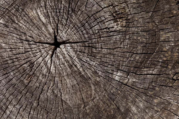 Текстура старого дерева, пенька — стокове фото