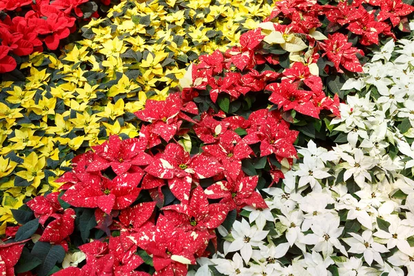 カラフルなポインセチアのクリスマスの花 ピンク 赤の点群 ユーフォルビア プルカリマ 装飾的なパターン — ストック写真