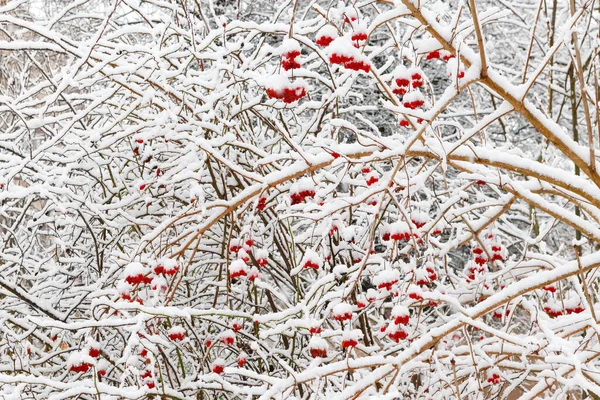 Rote Viburnum Beeren Winter Bei Schneefall Unter Schnee — Stockfoto