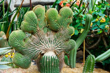 Meksika Ateş Fıçısı Kaktüsü Latince adı Ferocactus Coloratus