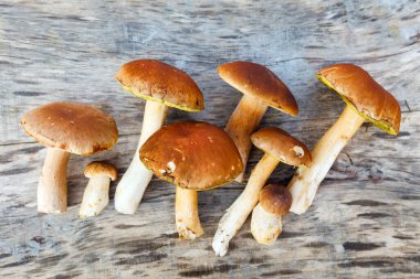 Koyu ahşap bir masada birkaç mantar. (Latince adı - Boletaceae) Üst görünüm