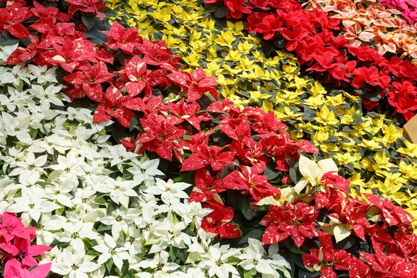 Colorida Flor Navidad Poinsettia Puntas Rosadas Blancas Amarillas Rojas Euphorbia — Foto de Stock