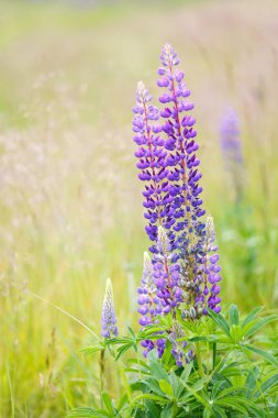 Güneşli bir yaz çayırında güzel mor lupin çiçekleri. Yumuşak odaklı, seçici odaklı