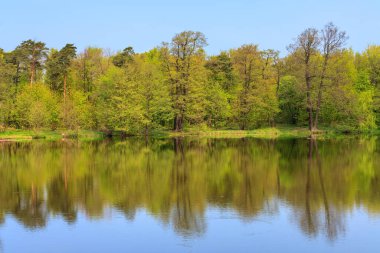 Bahar ormanı güneşli bir günde göle yansıdı.