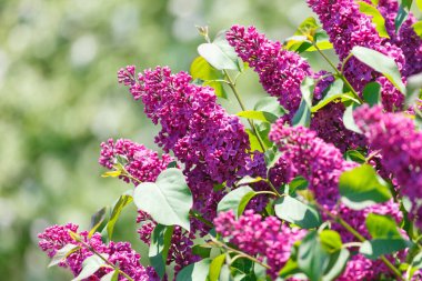 Güneşli bir bahar günü ve çiçek açan leylaklar. Yumuşak odaklı, seçici odaklı