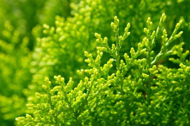 Selvi ağacının (Latince adı - Cupressus sempervirens) yakın çekimi. Yumuşak odaklı, seçici odaklı