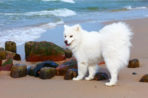 Beyaz köpek Samoyed güneşli bir günde deniz kenarında yürüyor.
