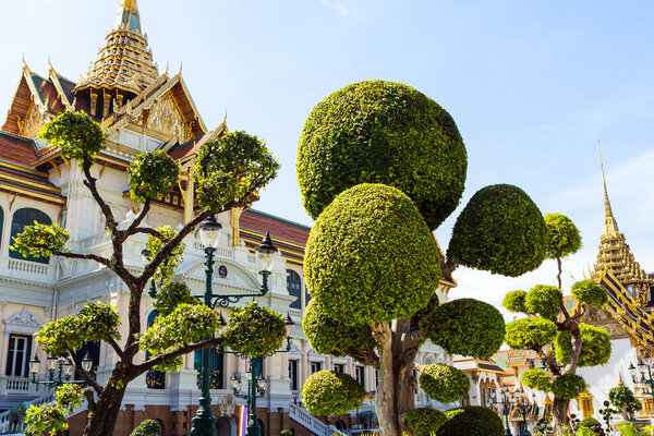 Beautiful trees with a crown in the form of several balls. Temple of the Emerald Buddha, Grand Palace in Bangkok, Thailand.