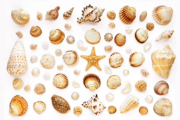 Образец Экзотических Морских Раковин Морской Звезды Белом Фоне Вид Сверху Лицензионные Стоковые Изображения
