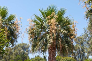 Tomurcukları birbiri üzerine dizilmiş uzun boylu hurma ağaçları. Trachycarpus palmiyesinin çiçek açması.
