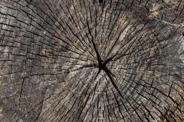 doku eski ahşap, güdük