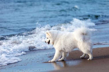 Samoyed deniz kenarında oynayan beyaz köpek.