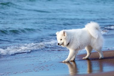 Samoyed deniz kenarında oynayan beyaz köpek.