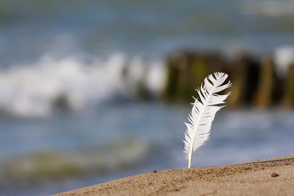 The feather of a Seagull against the sea — Stock Photo, Image