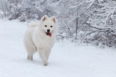 Beyaz köpek Samoyed kışın ormanda yürür..