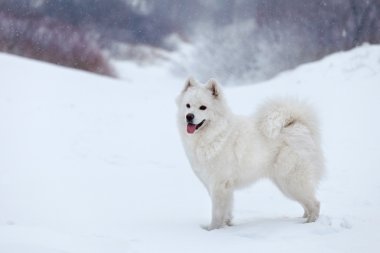 Beyaz köpek Samoyed kışın ormanda yürür..