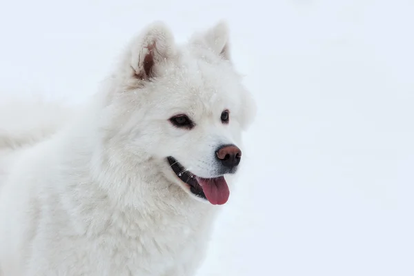 Bílý Samoyed pes na sněhu pozadí. — Stock fotografie