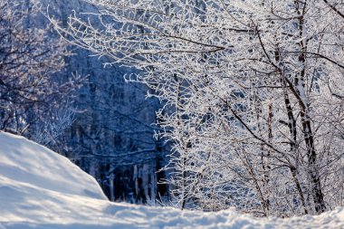 Fairytale kış orman, frost ağaçlarda.